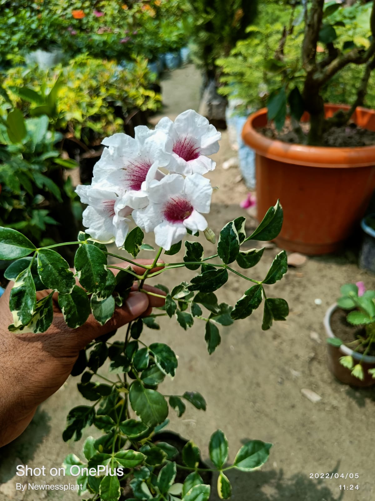 Variegated Tecoma Flowering Plant | White Tecoma with Pink Center | Premium Variegated Foliage — photo 2