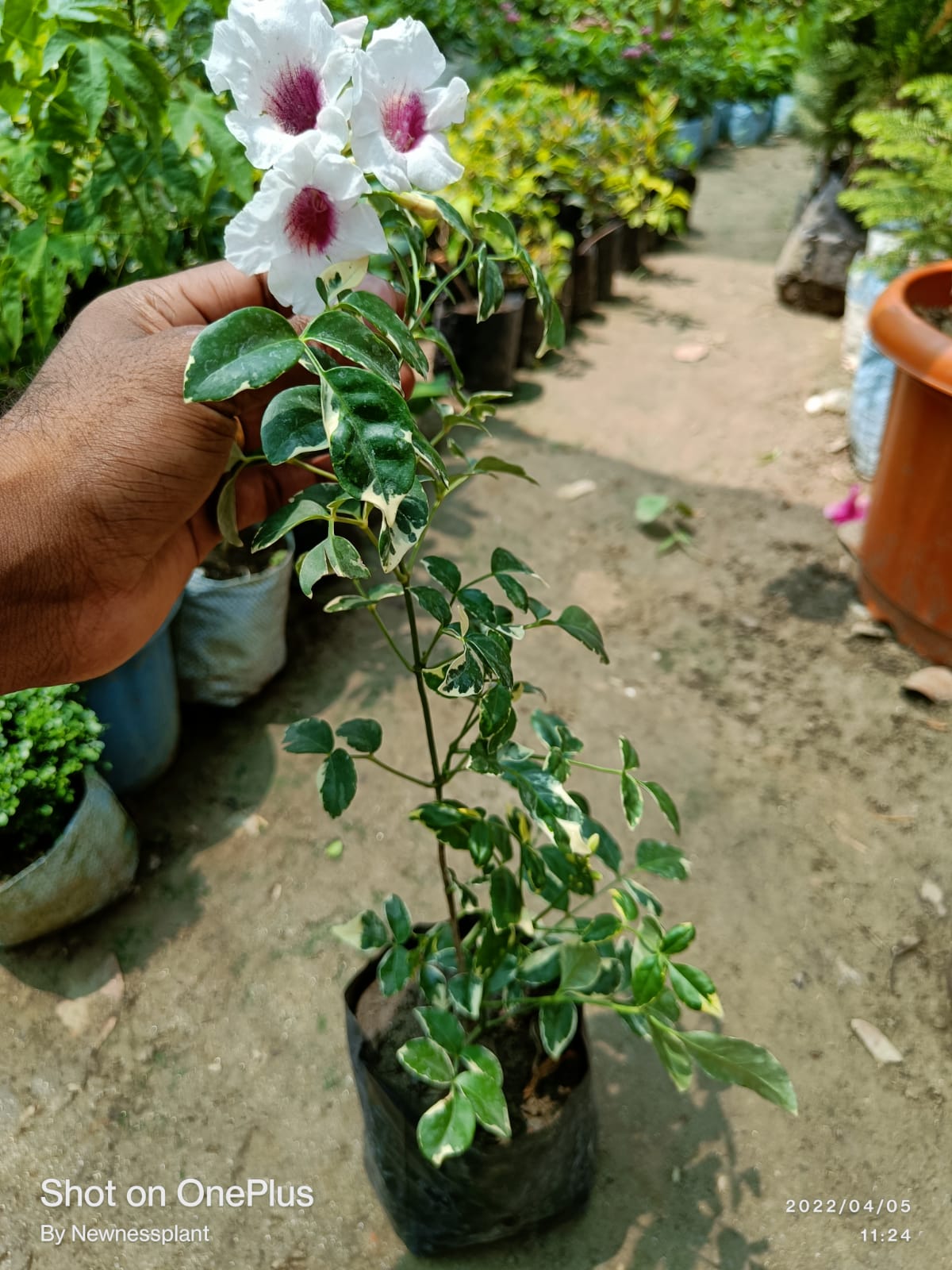 Variegated Tecoma Flowering Plant | White Tecoma with Pink Center | Premium Variegated Foliage — photo 3