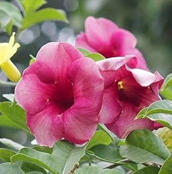 Purple Allamanda Plant | Large Trumpet Flowers | Tropical Flowering Vine for Home & Garden