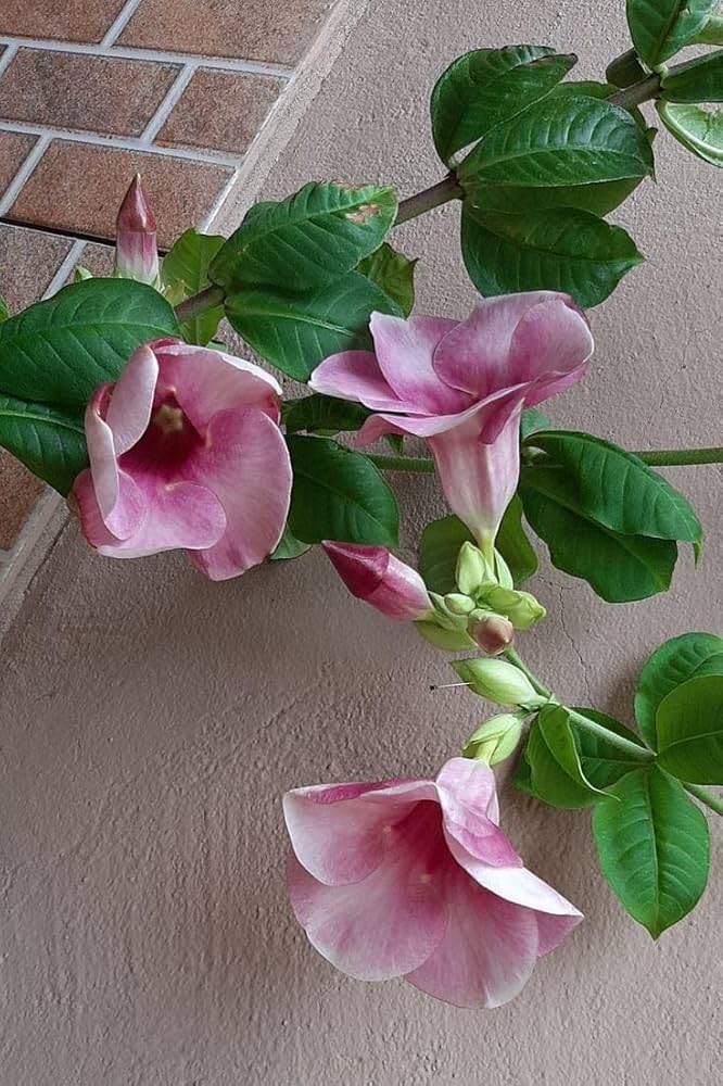 Purple Allamanda Plant | Large Trumpet Flowers | Tropical Flowering Vine for Home & Garden — photo 2