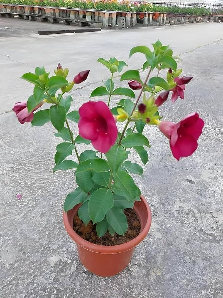 Purple Allamanda Plant | Large Trumpet Flowers | Tropical Flowering Vine for Home & Garden — photo 3