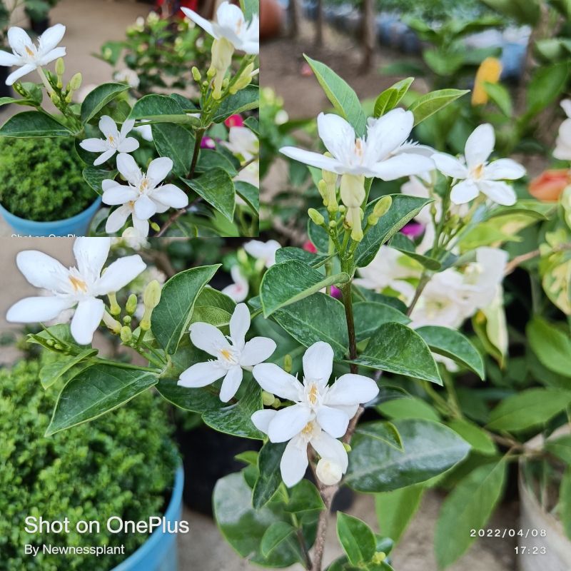 Bhutan Tagar Flowering Plant | White Star Jasmine | Fragrant Evergreen Garden Plant