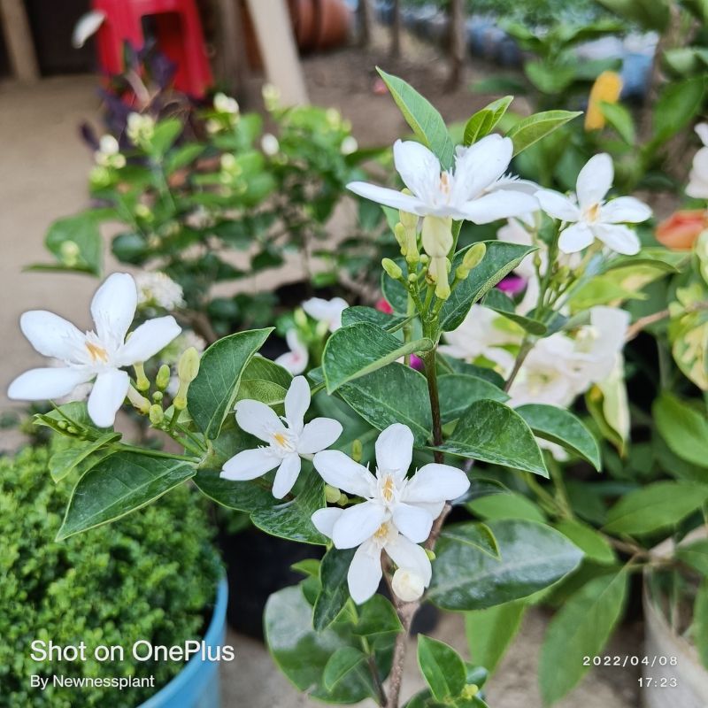 Bhutan Tagar Flowering Plant | White Star Jasmine | Fragrant Evergreen Garden Plant — photo 2