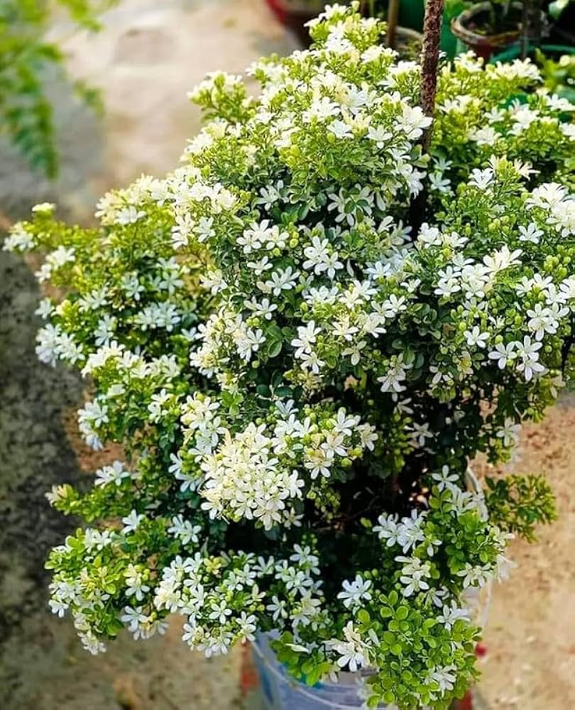 Kamini Flowering Plant | Murraya Paniculata | White Fragrant Flower Plant for Home Garden