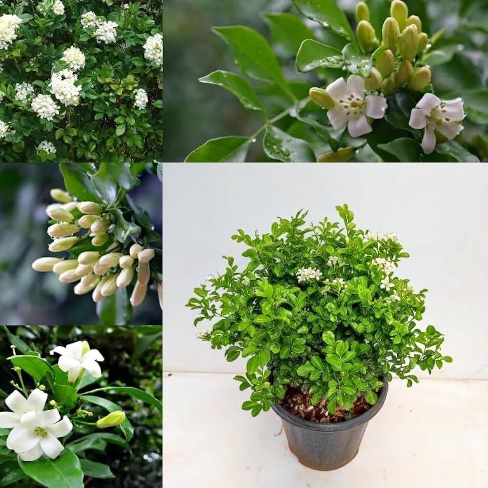 Kamini Flowering Plant | Murraya Paniculata | White Fragrant Flower Plant for Home Garden — photo 2