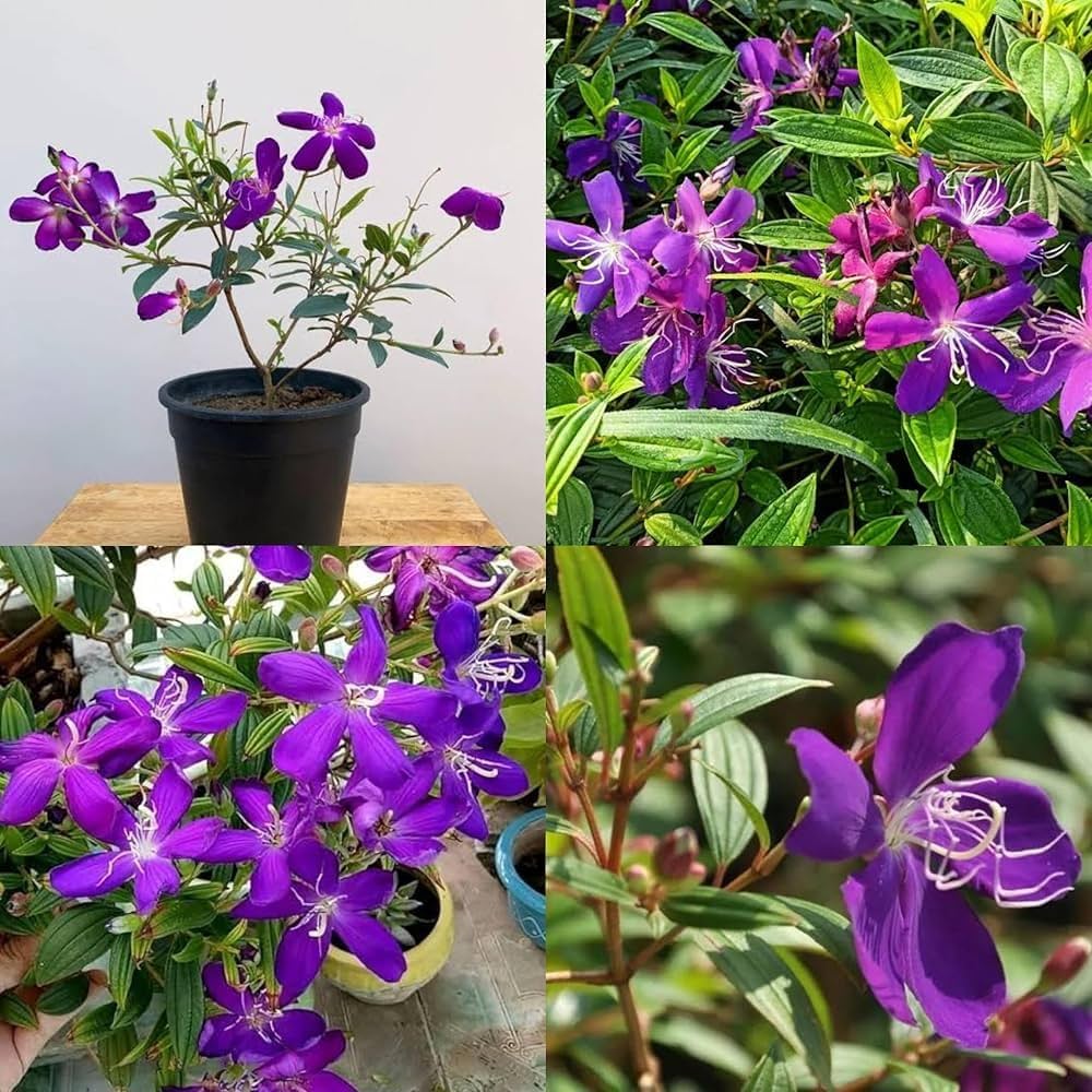Tibouchina Flowering Plant | Purple Glory Bush | Premium Ornamental Garden Plant