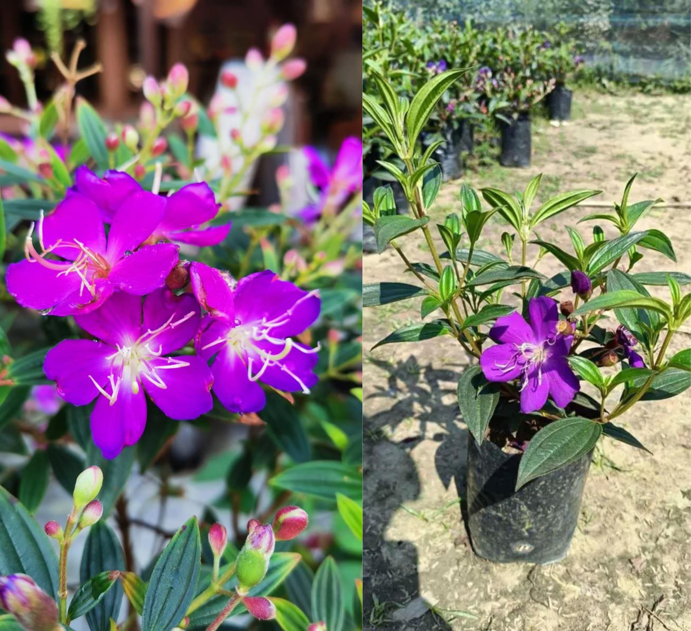 Tibouchina Flowering Plant | Purple Glory Bush | Premium Ornamental Garden Plant — photo 2