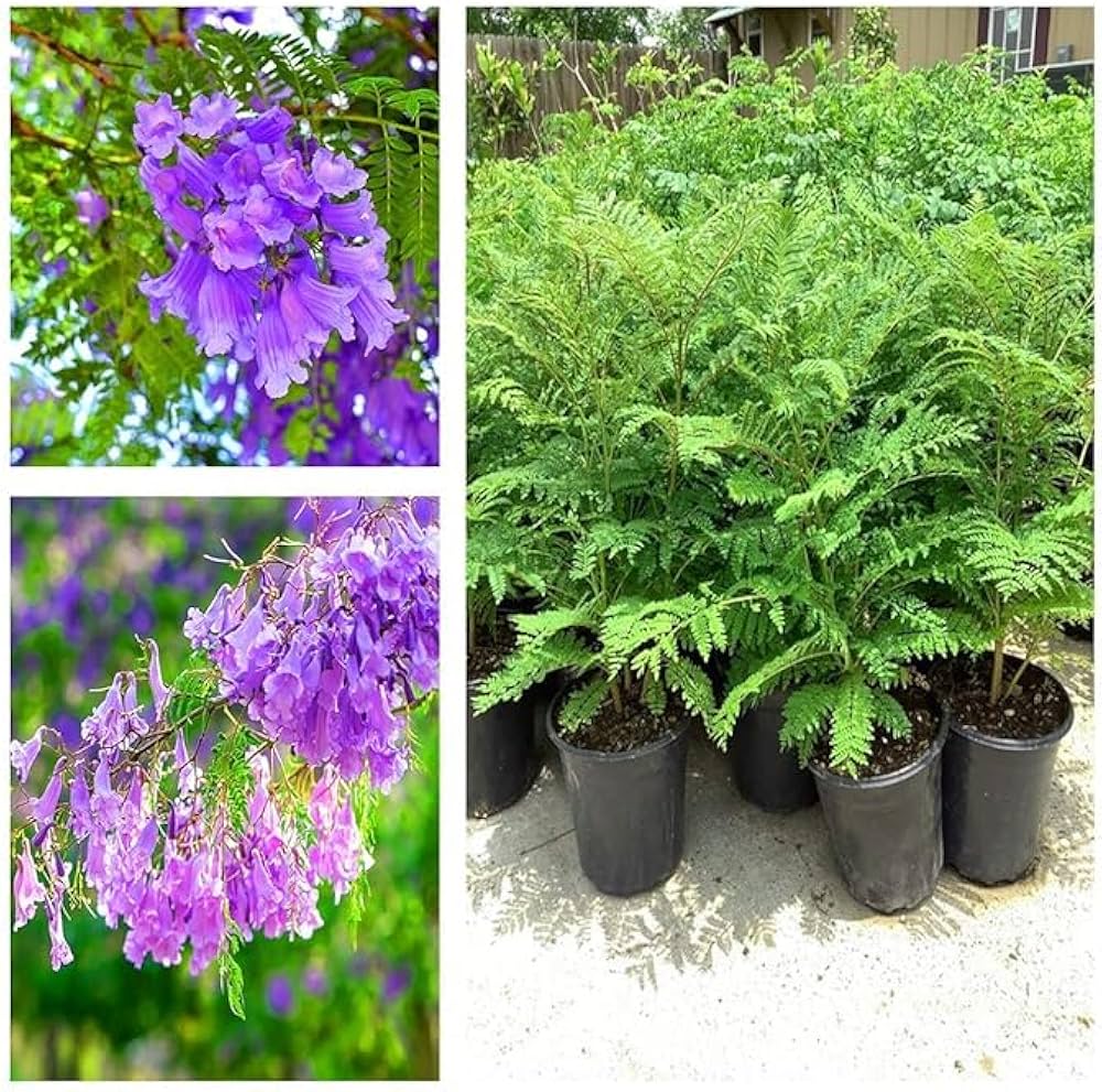 Lavender-Blue / Bluish-Purple Jacaranda Flowers