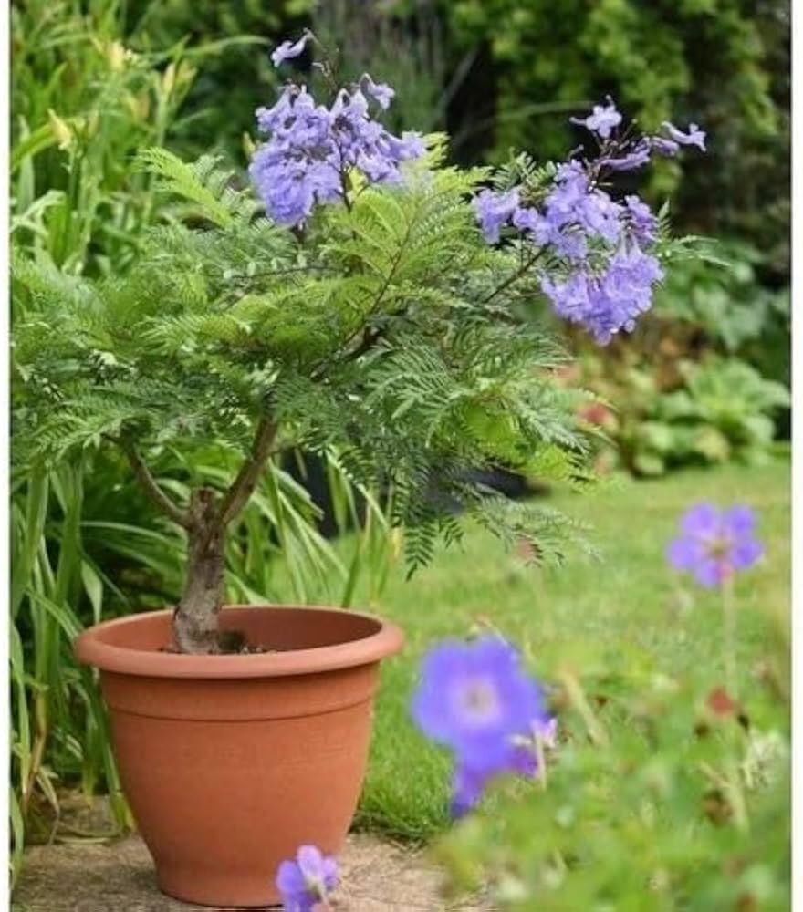 Lavender-Blue / Bluish-Purple Jacaranda Flowers — photo 2