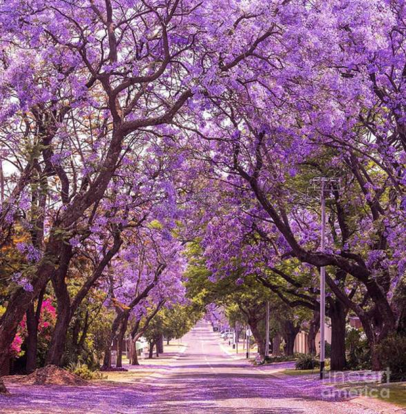 Lavender-Blue / Bluish-Purple Jacaranda Flowers — photo 3