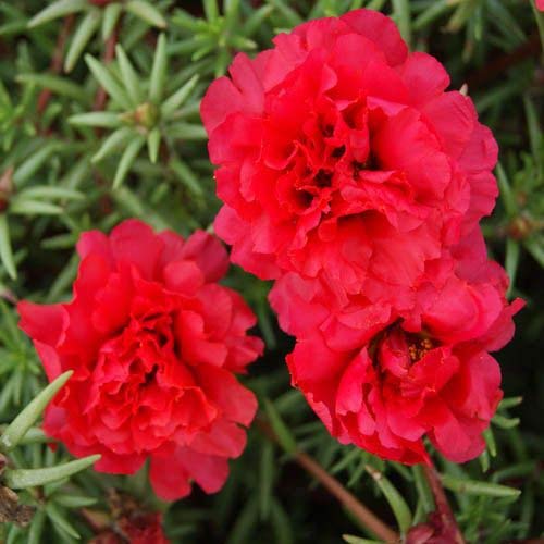 Red Portulaca Flowering Plant | Hanging Portulaca | Sun-Loving Daily Bloomer