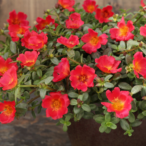 Red Portulaca Flowering Plant | Hanging Portulaca | Sun-Loving Daily Bloomer — photo 2