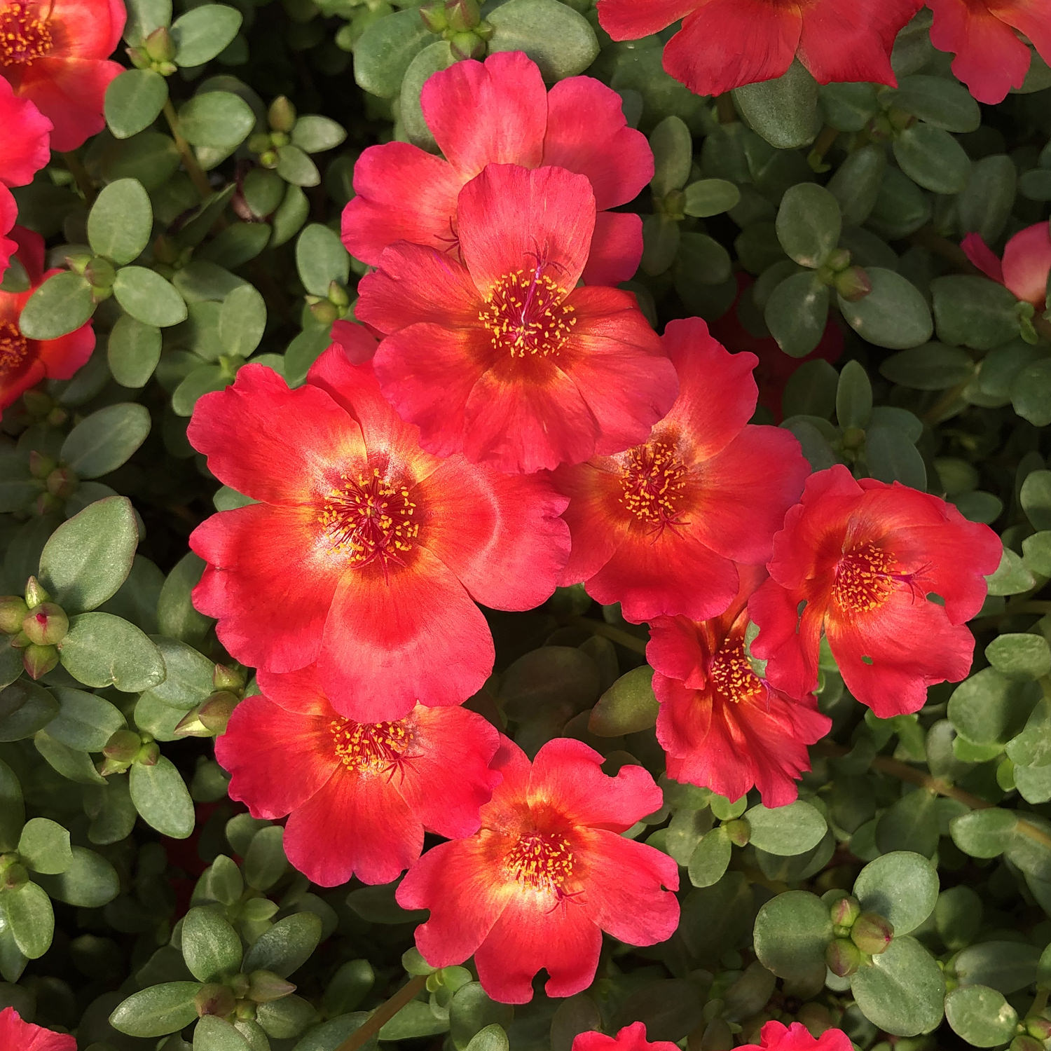 Red Portulaca Flowering Plant | Hanging Portulaca | Sun-Loving Daily Bloomer — photo 3
