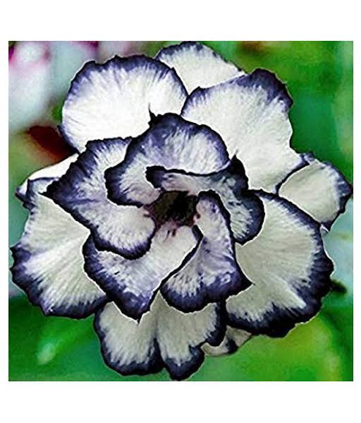 Adenium Grafted Desert Rose | White & Blue Flowers | Rare Hybrid Grafted Adenium Plant