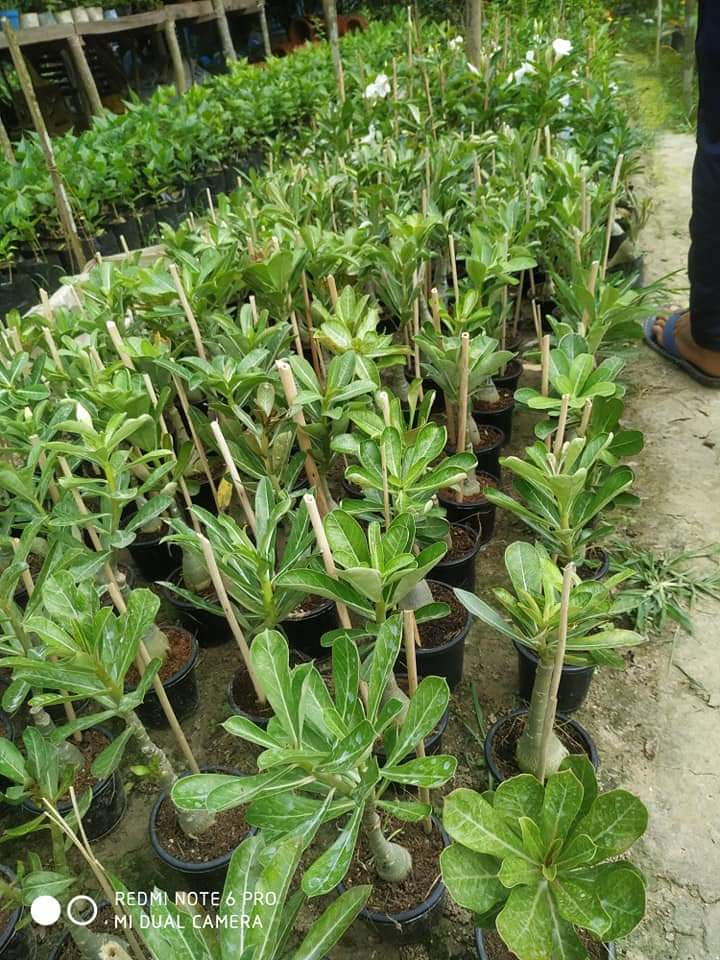 Adenium Grafted Desert Rose | White & Blue Flowers | Rare Hybrid Grafted Adenium Plant — photo 2