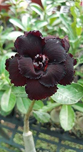 Black Adenium Grafted Plant | Rare Black Desert Rose | Double Petal Premium Variety