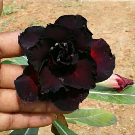 Black Adenium Grafted Plant | Rare Black Desert Rose | Double Petal Premium Variety — photo 2
