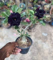 Black Adenium Grafted Plant | Rare Black Desert Rose | Double Petal Premium Variety — photo 3