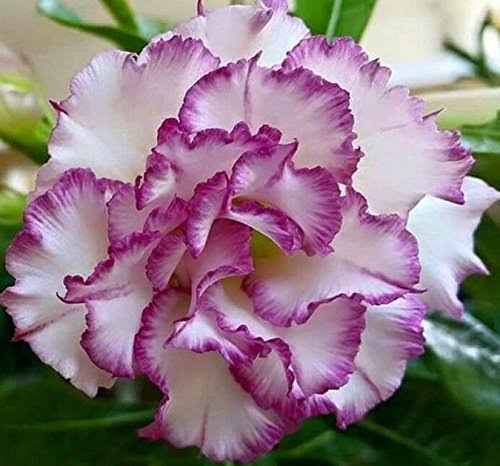 Adenium Grafted Plant | White Desert Rose with Pink Ruffled Edges | Premium Multi-Layer Adenium