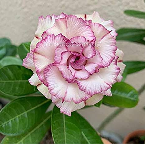 Adenium Grafted Plant | White Desert Rose with Pink Ruffled Edges | Premium Multi-Layer Adenium — photo 2