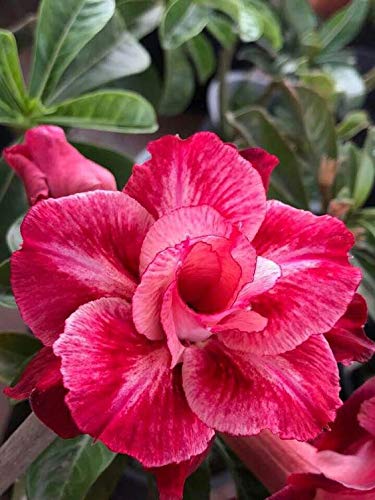 Rosy Variety Grafted Adenium | Premium Double Desert Rose | Red-Pink Bi-Color Flowers