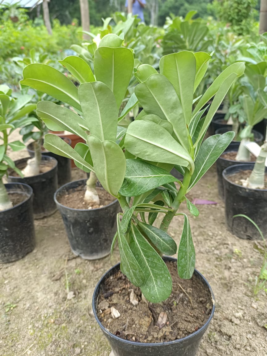 Rosy Variety Grafted Adenium | Premium Double Desert Rose | Red-Pink Bi-Color Flowers — photo 2