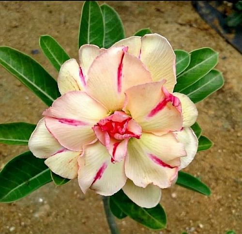 Rosy Variety Grafted Adenium Plant | Cream Pink Desert Rose | Multi-Layer Flower