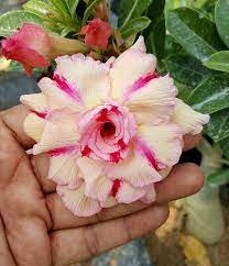 Rosy Variety Grafted Adenium Plant | Cream Pink Desert Rose | Multi-Layer Flower — photo 2