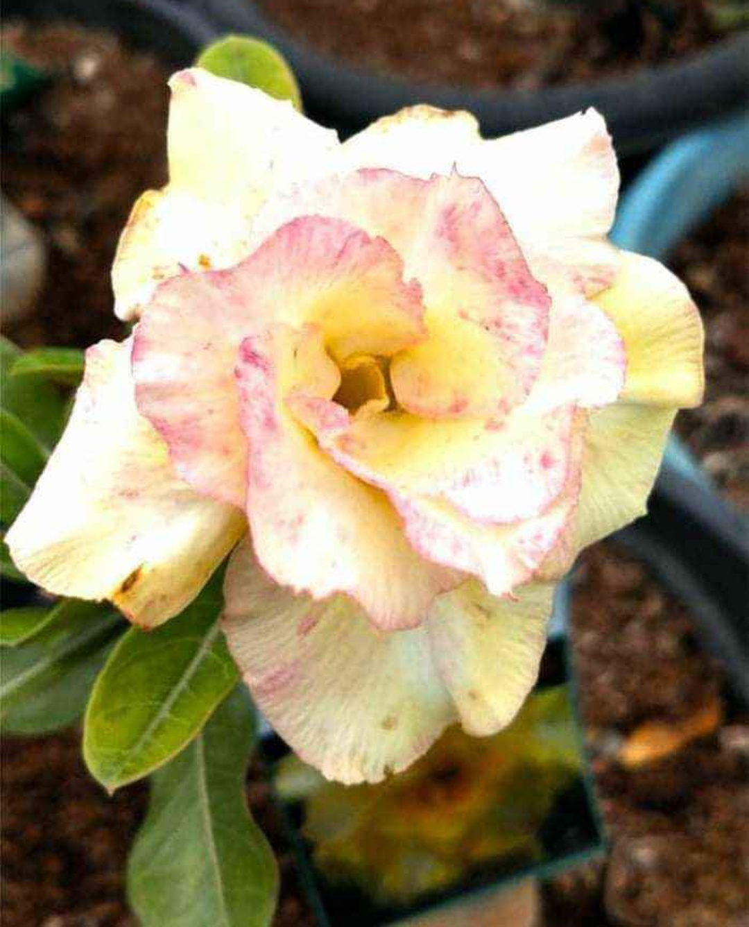 Rosy Variety Grafted Adenium Plant | Yellow Pink Adenium | Premium Desert Rose