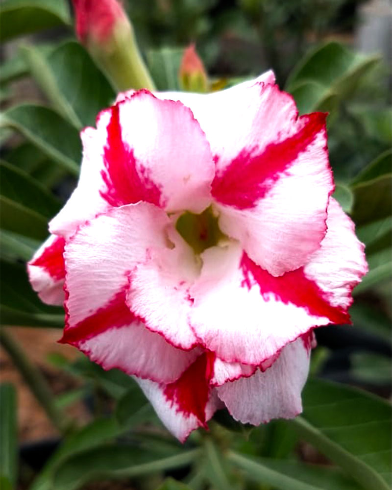 Adenium Grafted Plant Red – White Splash Variety | Premium Desert Rose Hybrid | Rosy Adenium