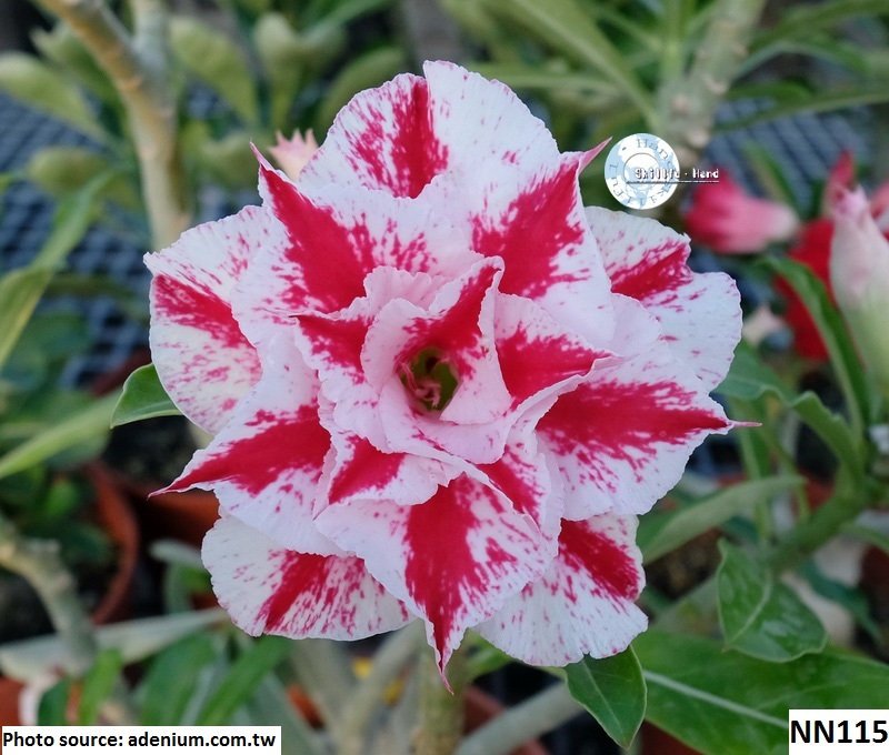 Adenium Grafted Plant Red – White Splash Variety | Premium Desert Rose Hybrid | Rosy Adenium — photo 3