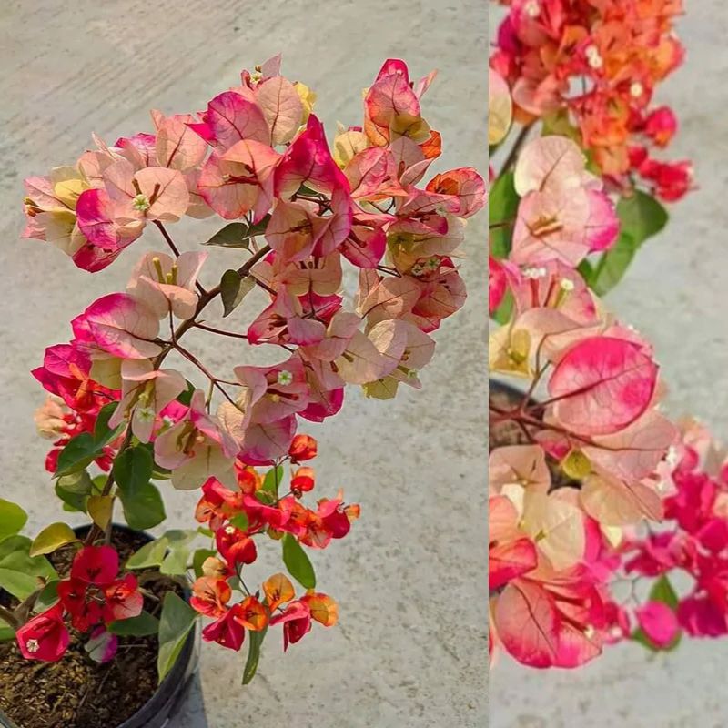 Bougainvillea Multi-Color Flowering Plant | Tri-Color Bougainvillea | Premium Outdoor Ornamental Plant