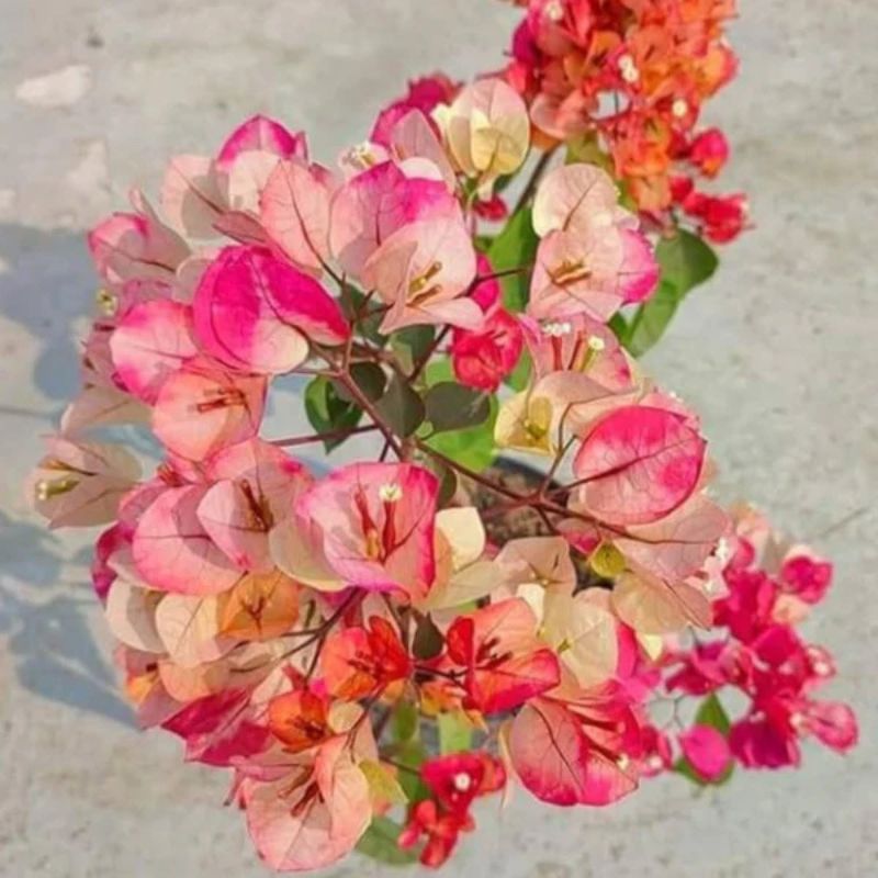 Bougainvillea Multi-Color Flowering Plant | Tri-Color Bougainvillea | Premium Outdoor Ornamental Plant — photo 2