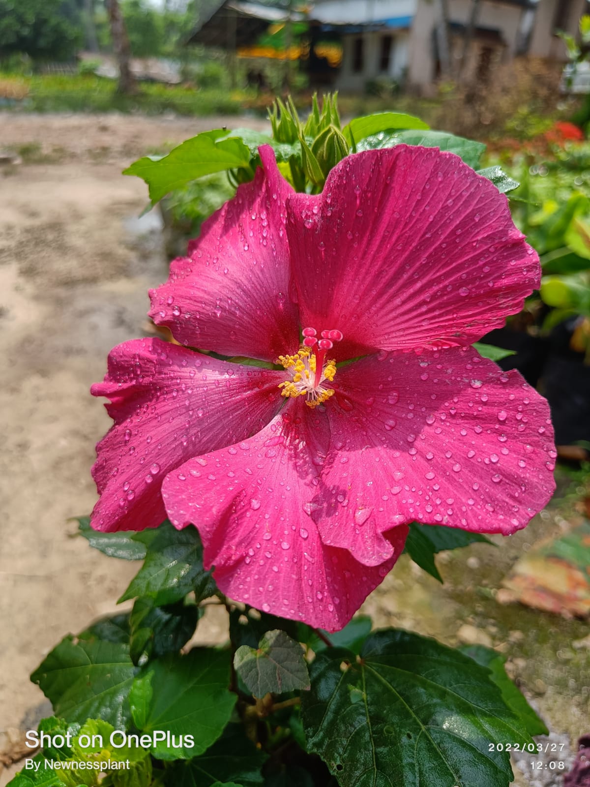 Land Lotus Flowering Plant | Deep Pink Hibiscus | Large Bloom Tropical Plant