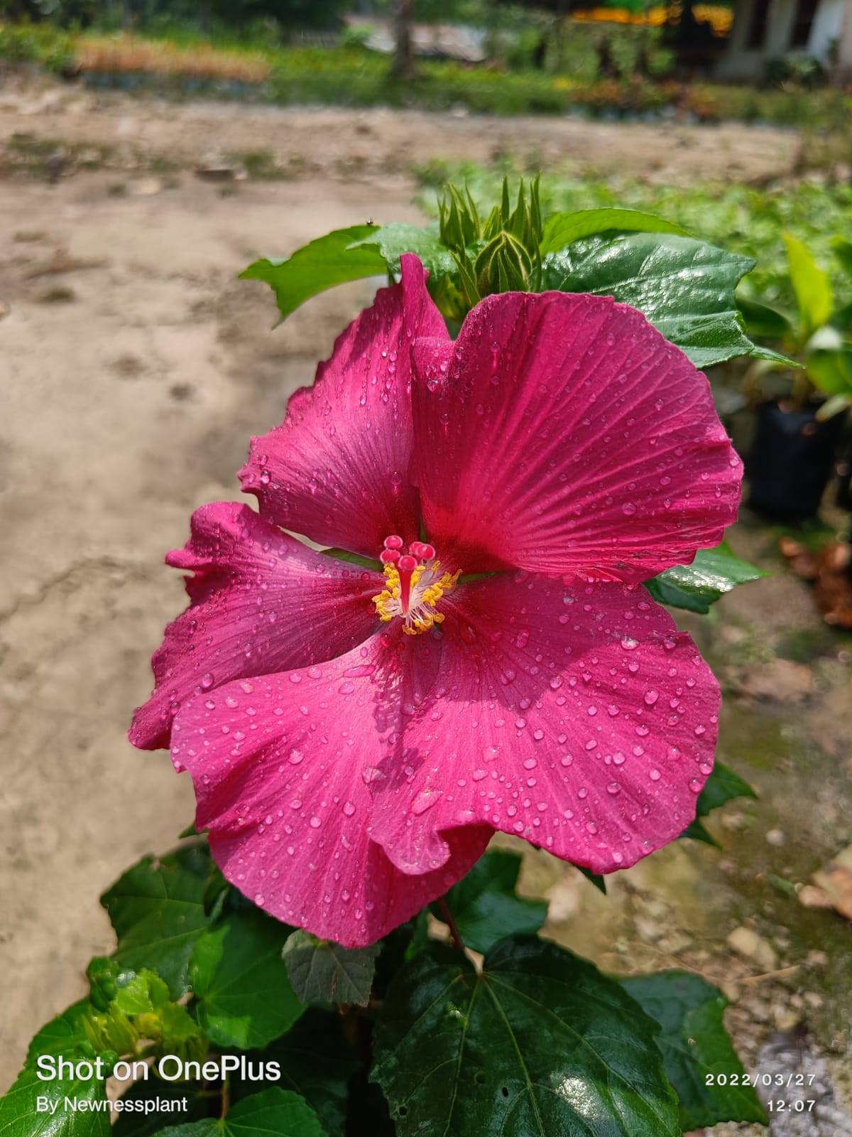 Land Lotus Flowering Plant | Deep Pink Hibiscus | Large Bloom Tropical Plant — photo 2