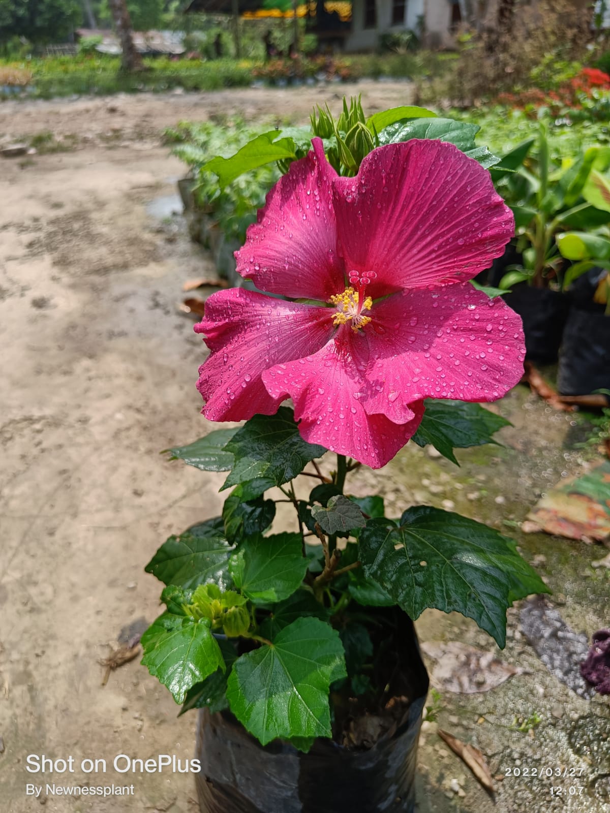 Land Lotus Flowering Plant | Deep Pink Hibiscus | Large Bloom Tropical Plant — photo 3