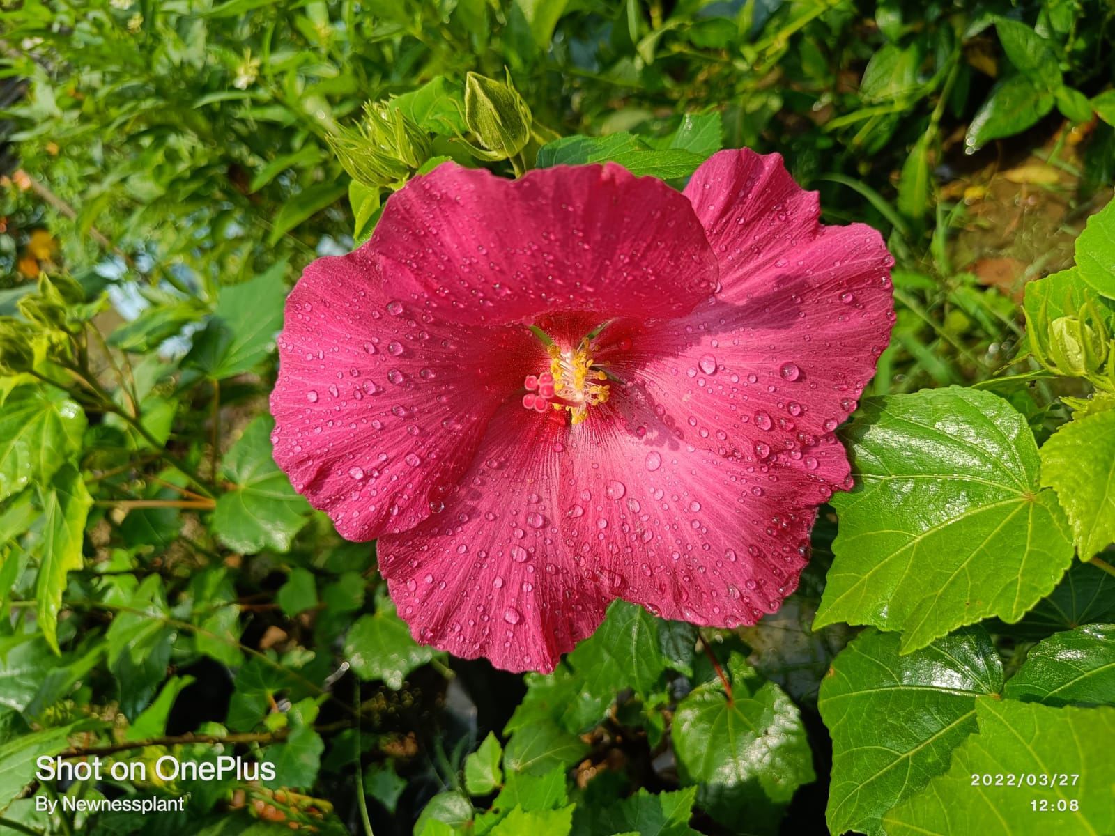 Land Lotus Flowering Plant | Deep Pink Hibiscus | Large Bloom Tropical Plant — photo 4