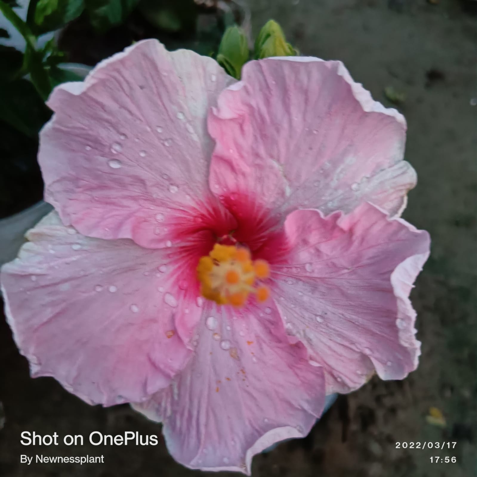 American Hibiscus Plant | Light Pink Hibiscus with Red Eye | Tropical Flowering Plant