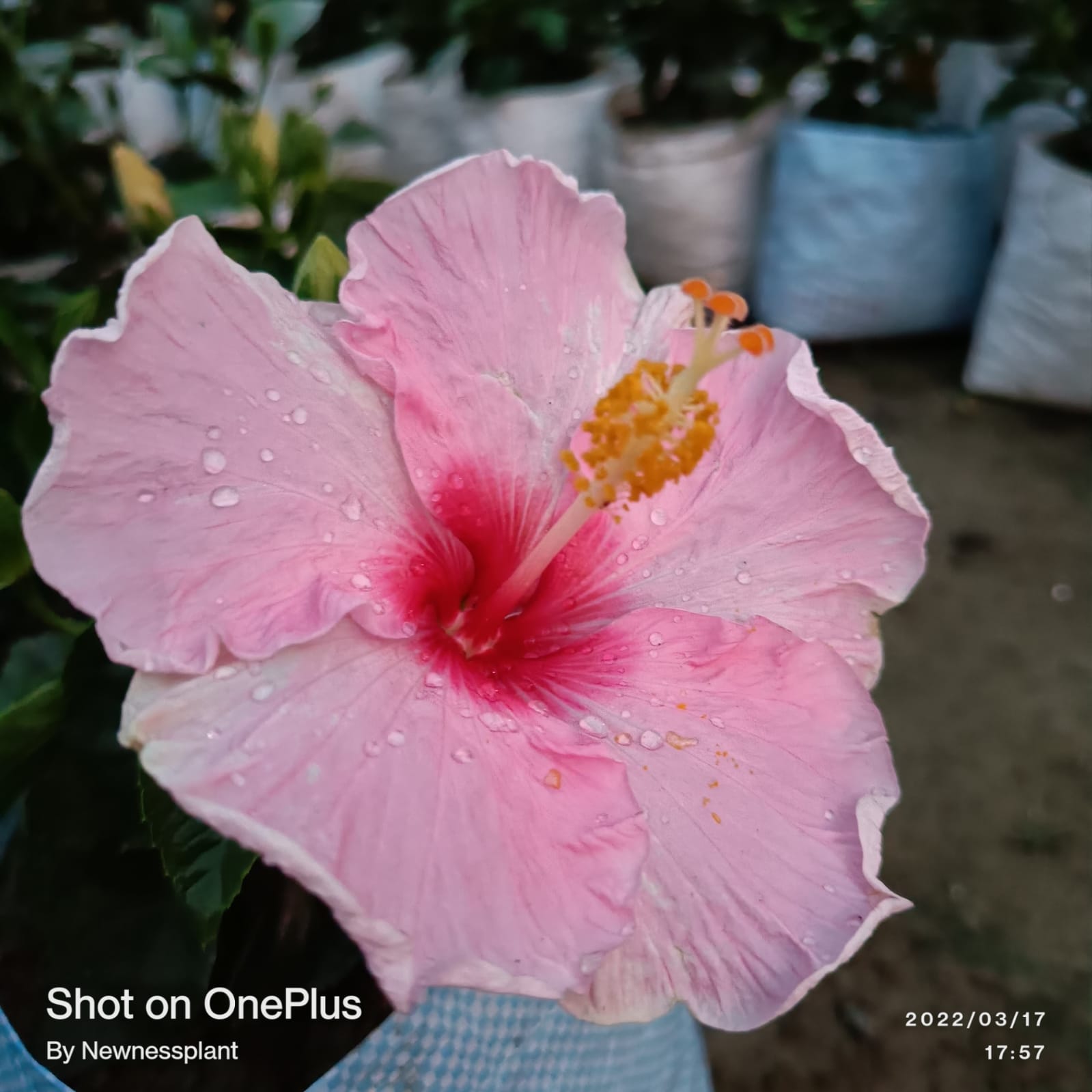 American Hibiscus Plant | Light Pink Hibiscus with Red Eye | Tropical Flowering Plant — photo 2