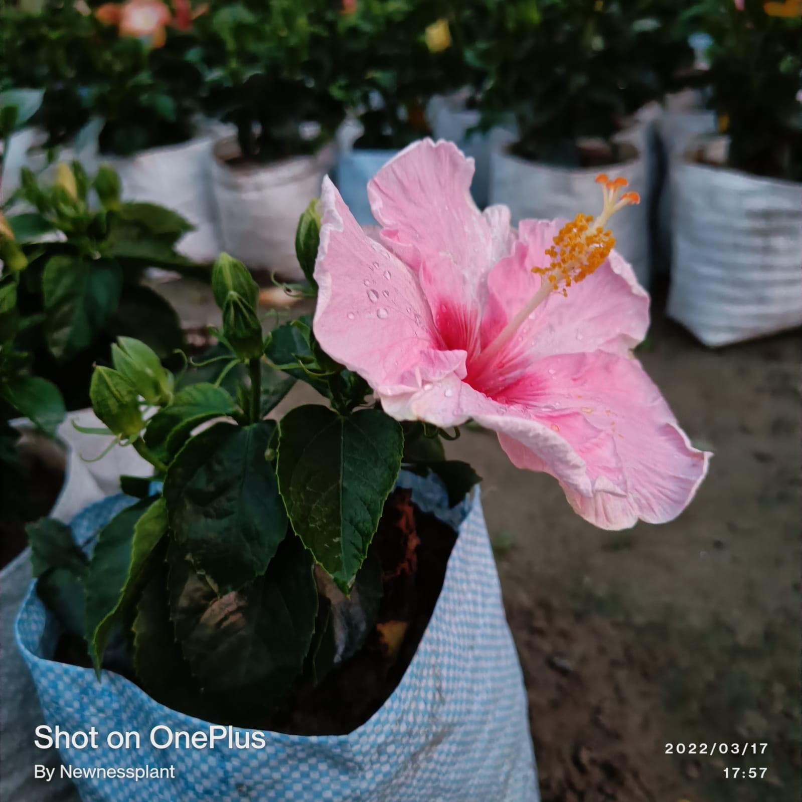 American Hibiscus Plant | Light Pink Hibiscus with Red Eye | Tropical Flowering Plant — photo 3