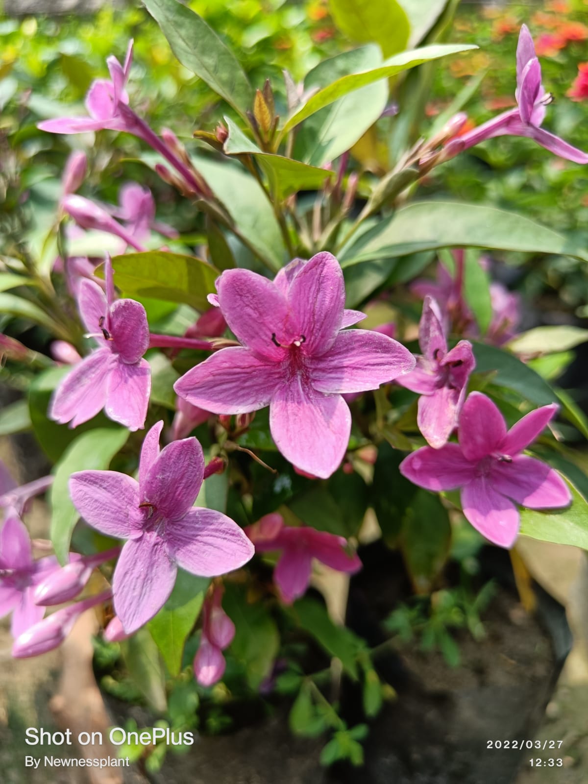 Blue Tagar Flowering Plant | Pink – Lavender Tagar | Evergreen Star Jasmine Variety