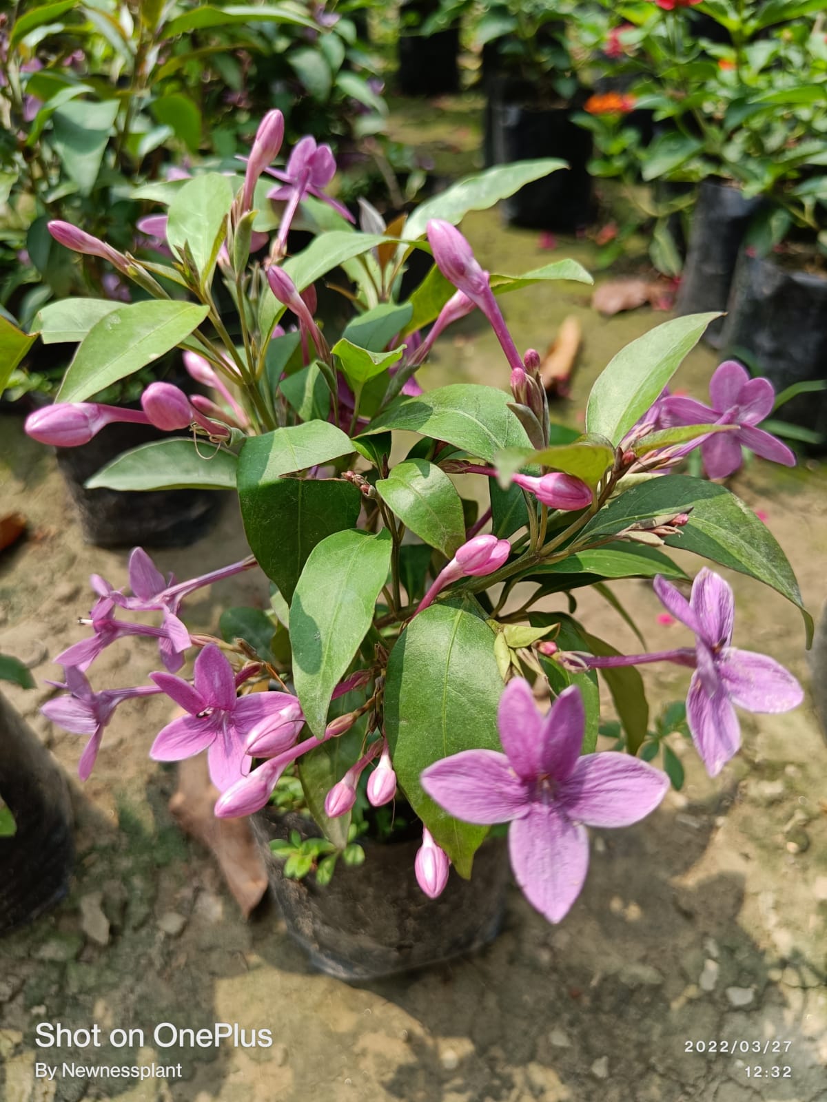 Blue Tagar Flowering Plant | Pink – Lavender Tagar | Evergreen Star Jasmine Variety — photo 2