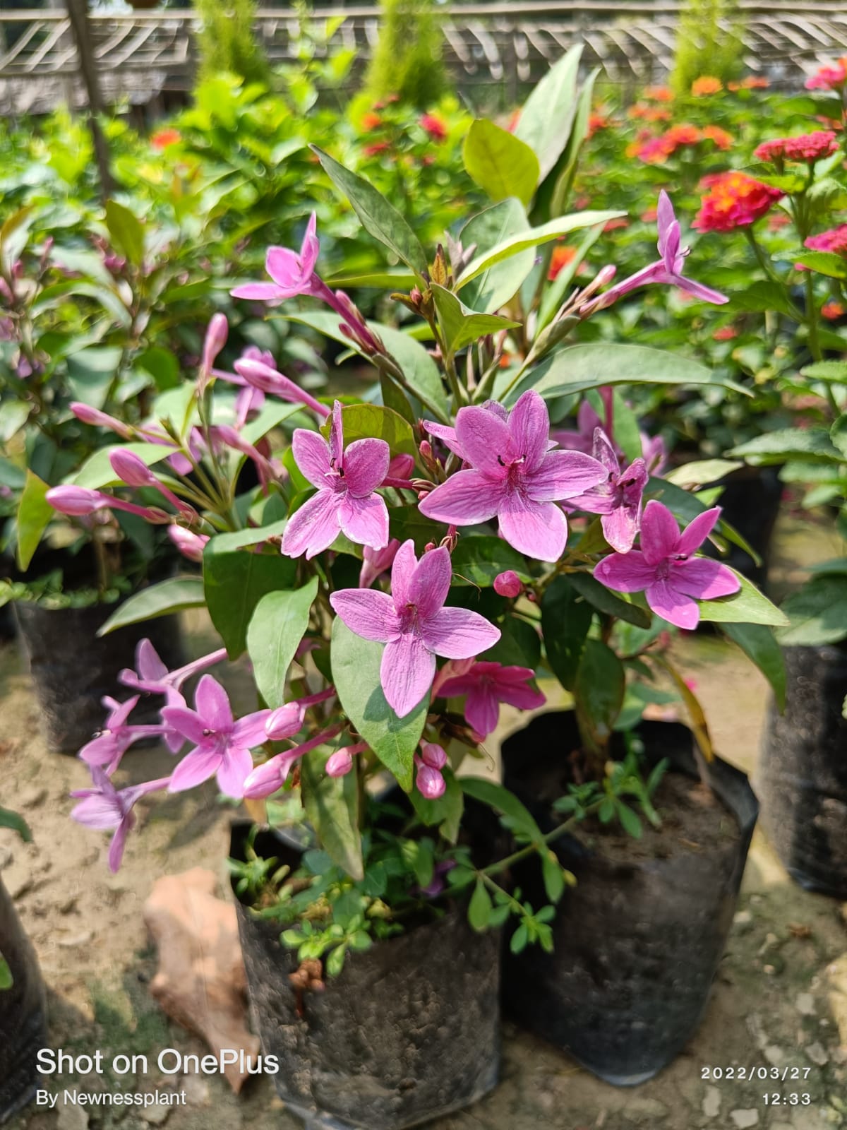 Blue Tagar Flowering Plant | Pink – Lavender Tagar | Evergreen Star Jasmine Variety — photo 3
