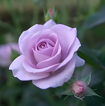 Hybrid Grafted Rose Plant | Pink Lavender Rose | Premium Fragrant Rose Variety