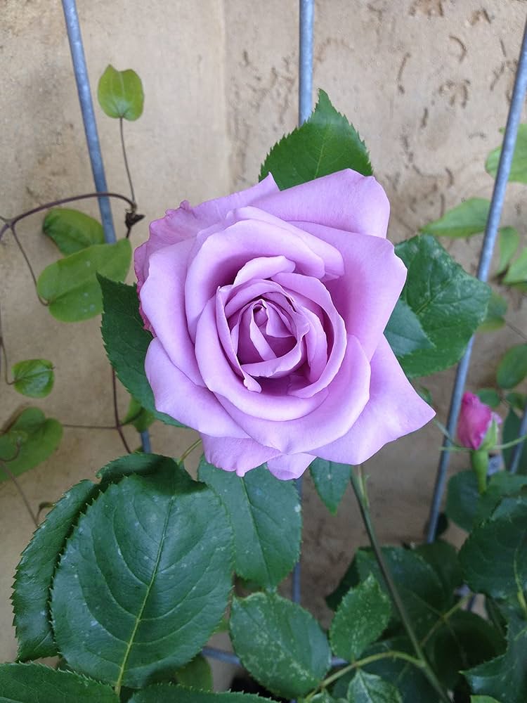 Hybrid Grafted Rose Plant | Pink Lavender Rose | Premium Fragrant Rose Variety — photo 2