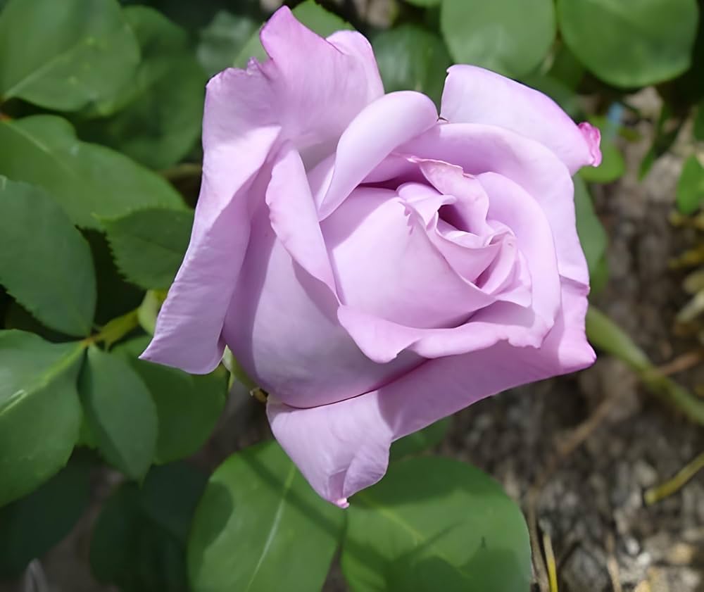 Hybrid Grafted Rose Plant | Pink Lavender Rose | Premium Fragrant Rose Variety — photo 3
