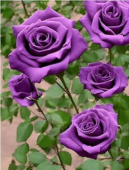 Hybrid Grafted Purple Rose Plant | Premium Lavender Rose | Fragrant Garden Rose