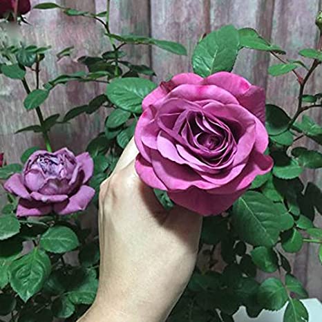 Hybrid Grafted Purple Rose Plant | Premium Lavender Rose | Fragrant Garden Rose — photo 2