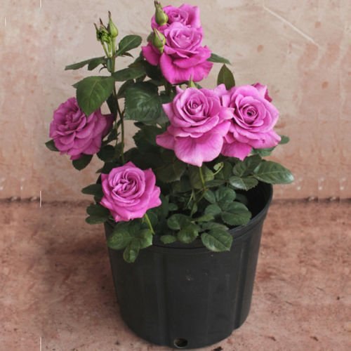 Hybrid Grafted Purple Rose Plant | Premium Lavender Rose | Fragrant Garden Rose — photo 3