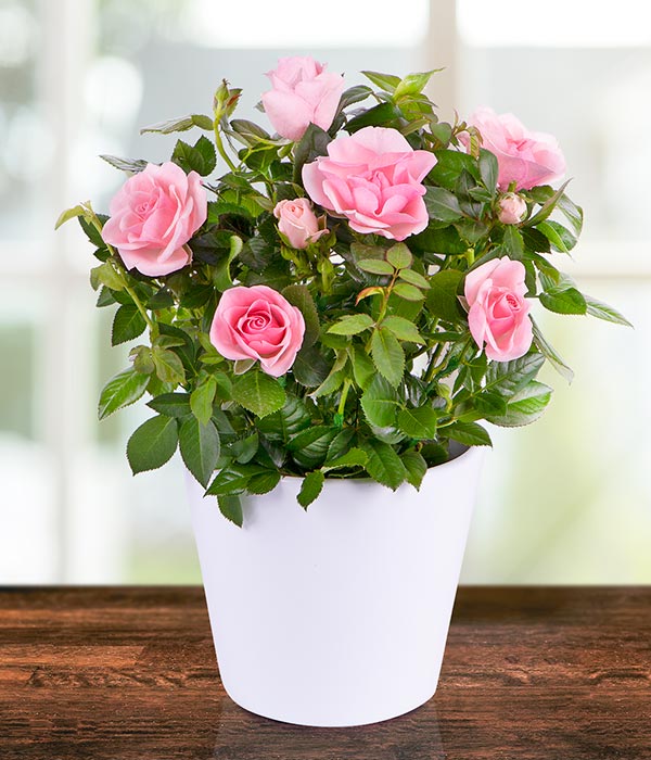 Hybrid Grafted Pink Rose Plant | Premium Baby Pink Rose | Long-Lasting Flowering Rose Plant